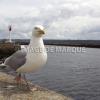Image de Marque-Brest Nautique-00082